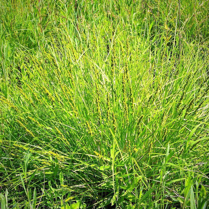 Carex vulpinoidea  - Fox Sedge - Shipped