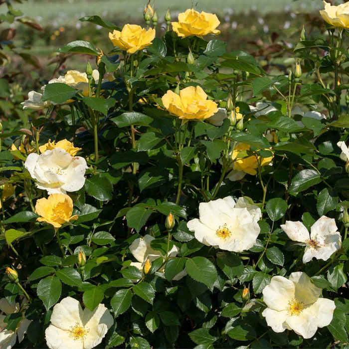 Rosa 'SRPylwko' PP 35,465  - Easy Bee-zy™ Knock Out® Rose - Shipped