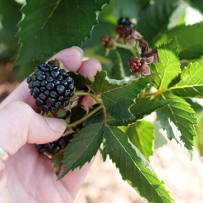 Rubus 'Ponca' PP33330  - Taste of Heaven™ Thornless Blackberry - Shipped