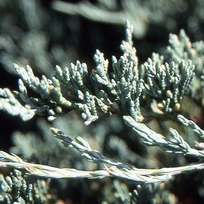 Bar Harbor Juniper - Shipped