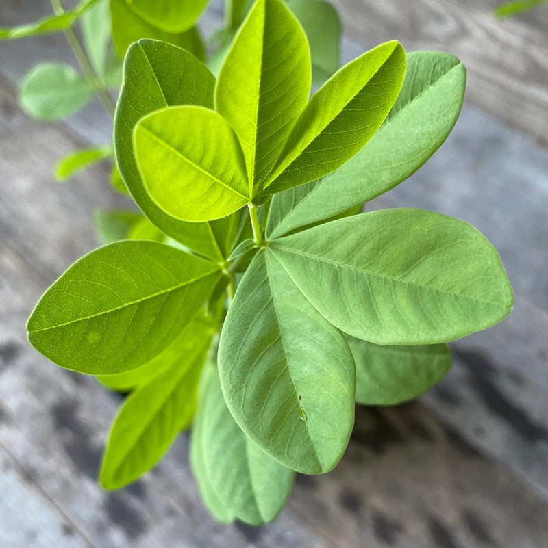 Blue False Indigo - Shipped