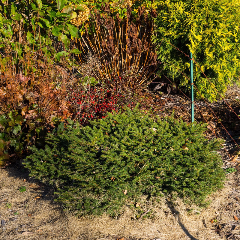 Bird's Nest Spruce - Shipped