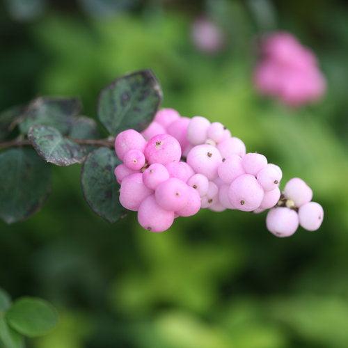 Proud Berry® Coralberry - Shipped