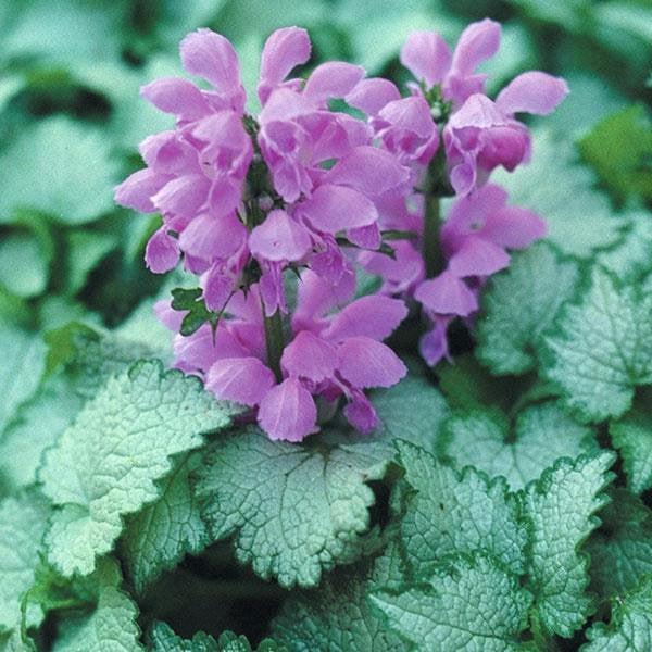 Orchid Frost Deadnettle - Shipped