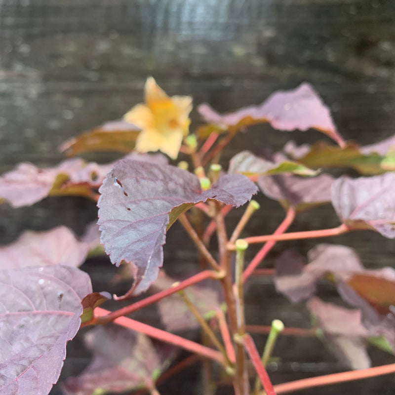 Summerific® Edge of Night Hibiscus - Shipped