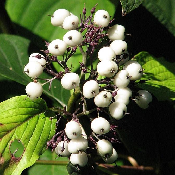 Bailey Red Twig Dogwood - Shipped