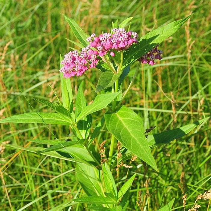 Asclepias incarnata  - Swamp Milkweed, Rose Milkweed - Shipped