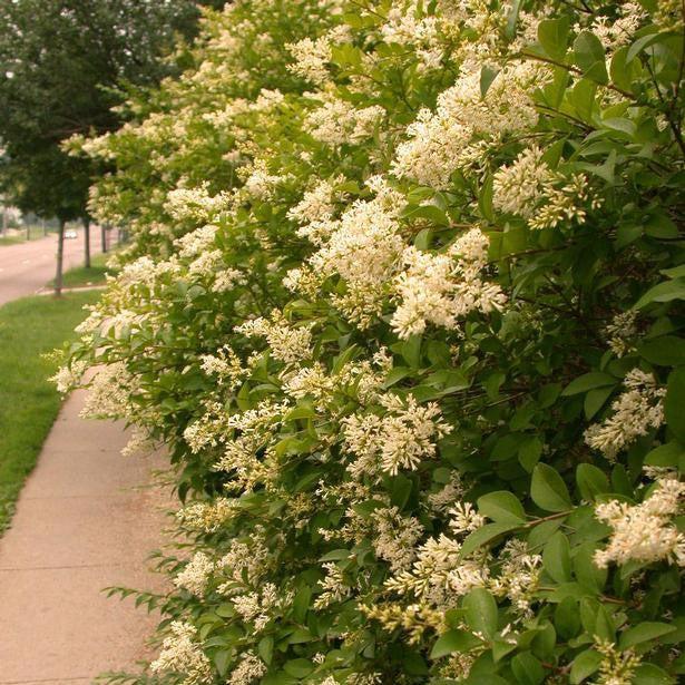 Amur Privet - Shipped