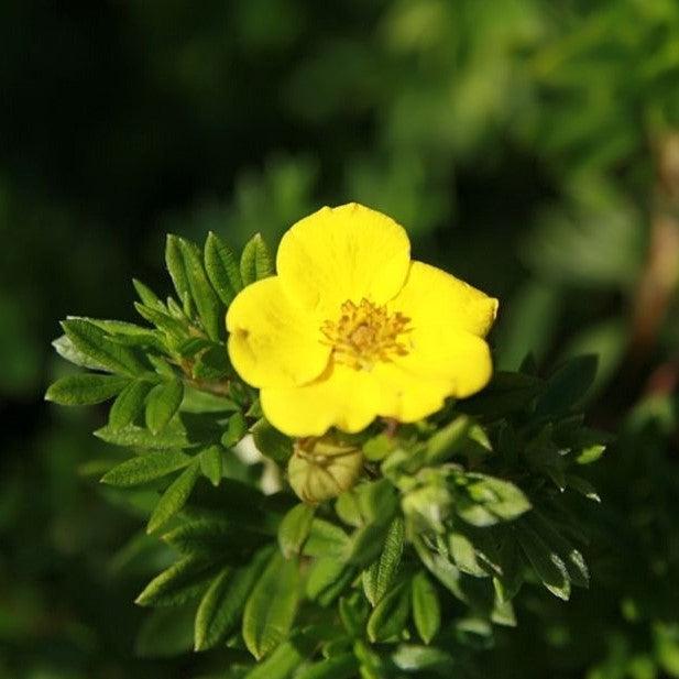 Goldfinger Potentilla - Shipped