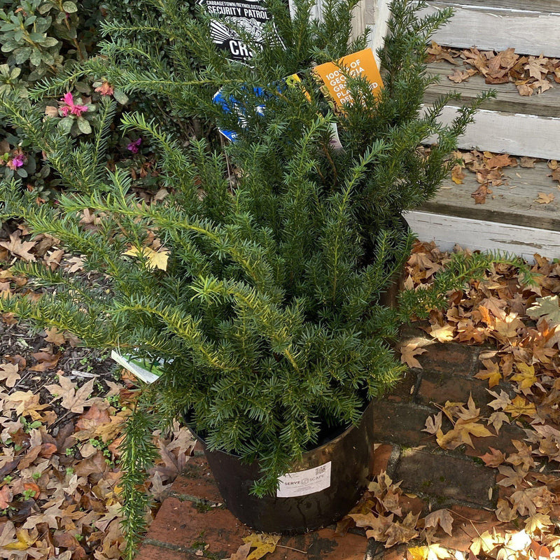 Hick's Yew - Shipped