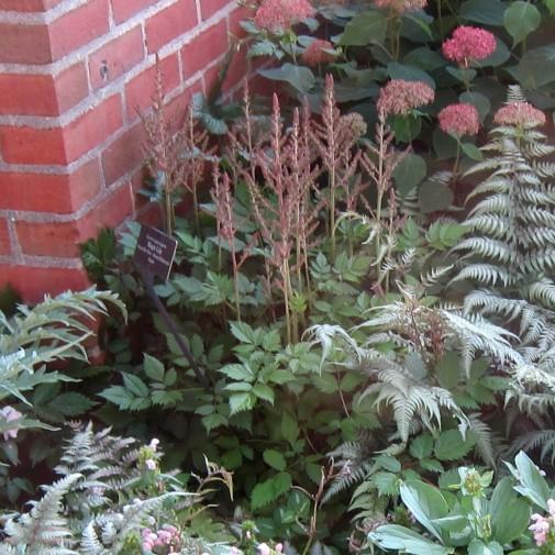 Astilbe chinensis 'Vision in Pink'  - Vision in Pink Chinese Astilbe - Shipped