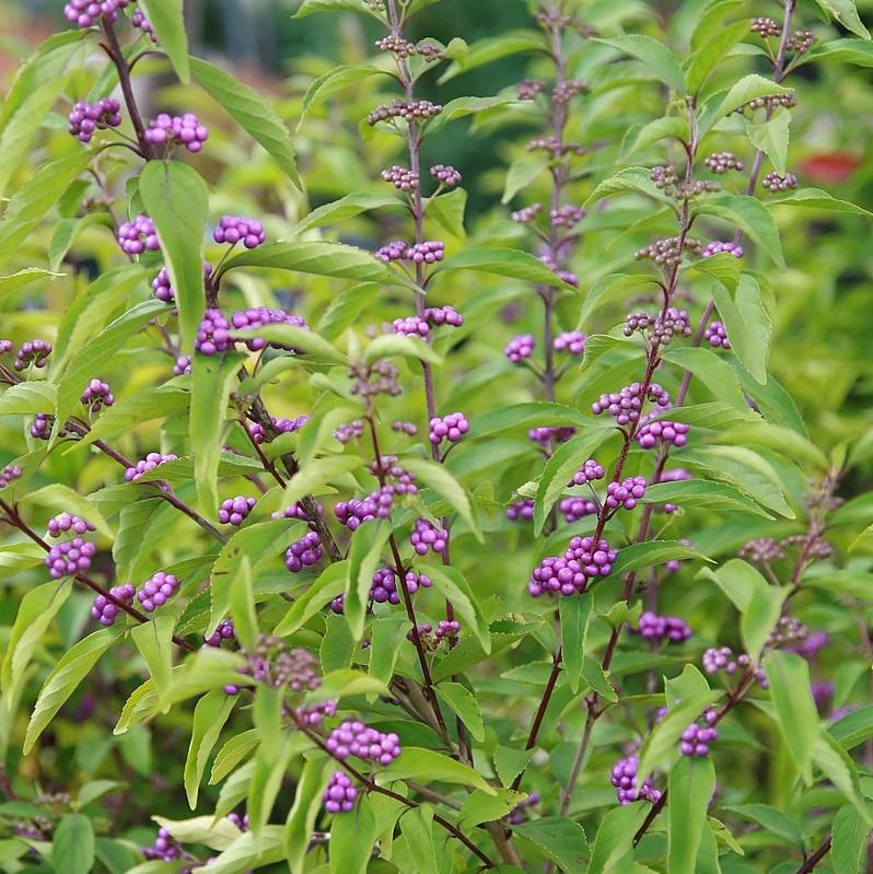 Early Amethyst Beautyberry - Shipped