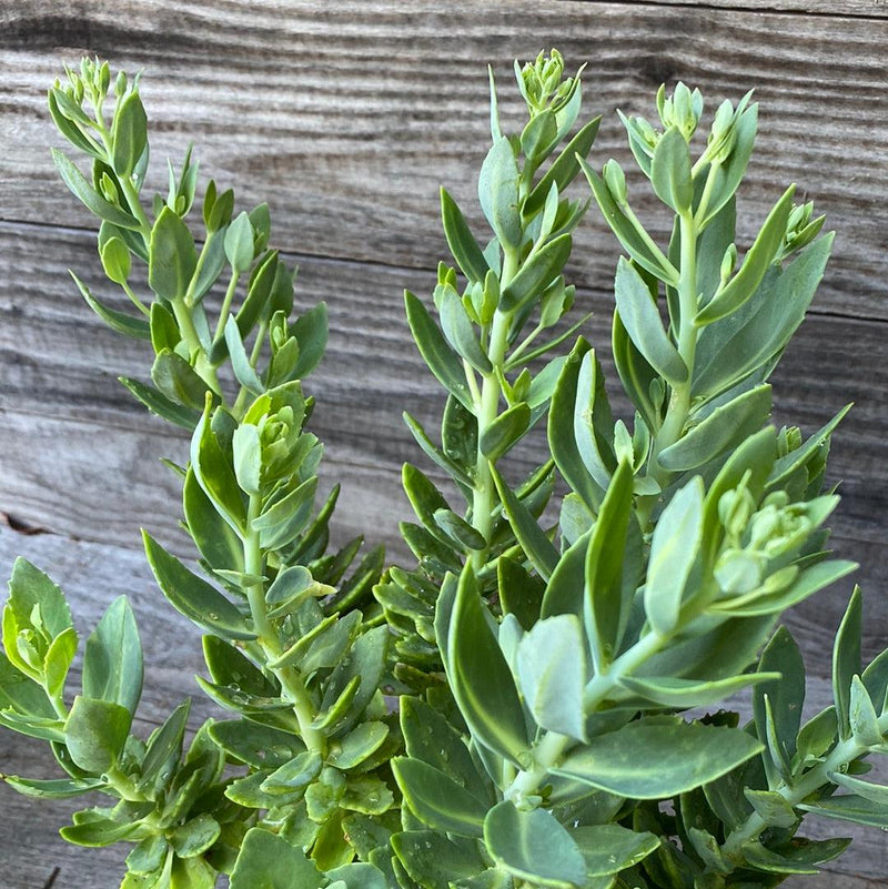 Autumn Joy Stonecrop - Shipped