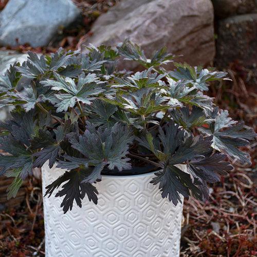 Boom Chocolatta Cranesbill - Shipped