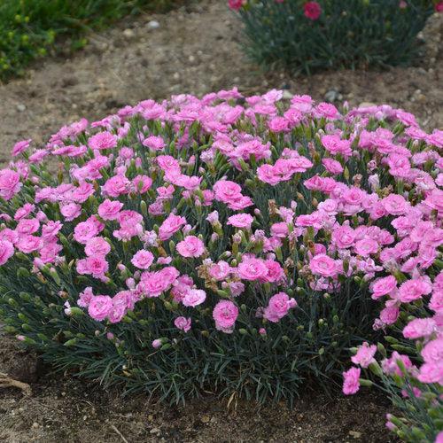 Fruit Punch® Sweetie Pie Dianthus - Shipped