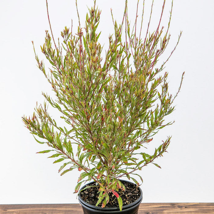 Gaura lindheimeri 'Kleau 04263'  - Belleza™ Dark Pink Gaura - Shipped