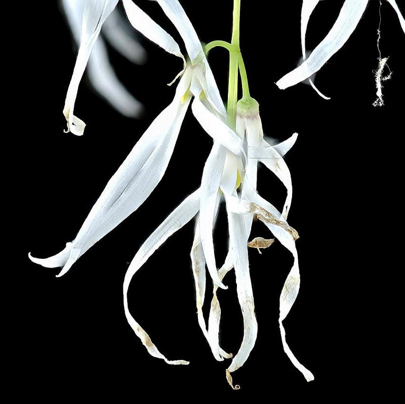 White Fringe Tree - Shipped