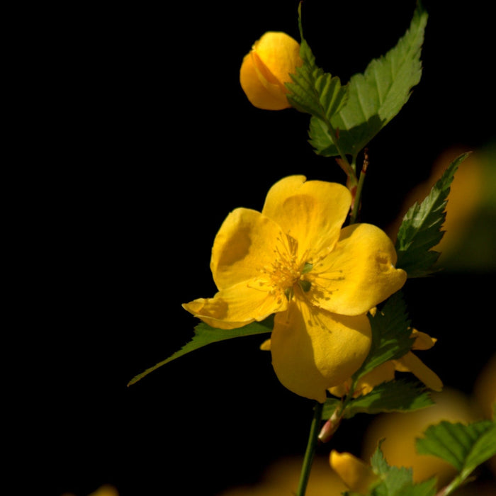 Golden Guinea Japanese Kerria - Shipped