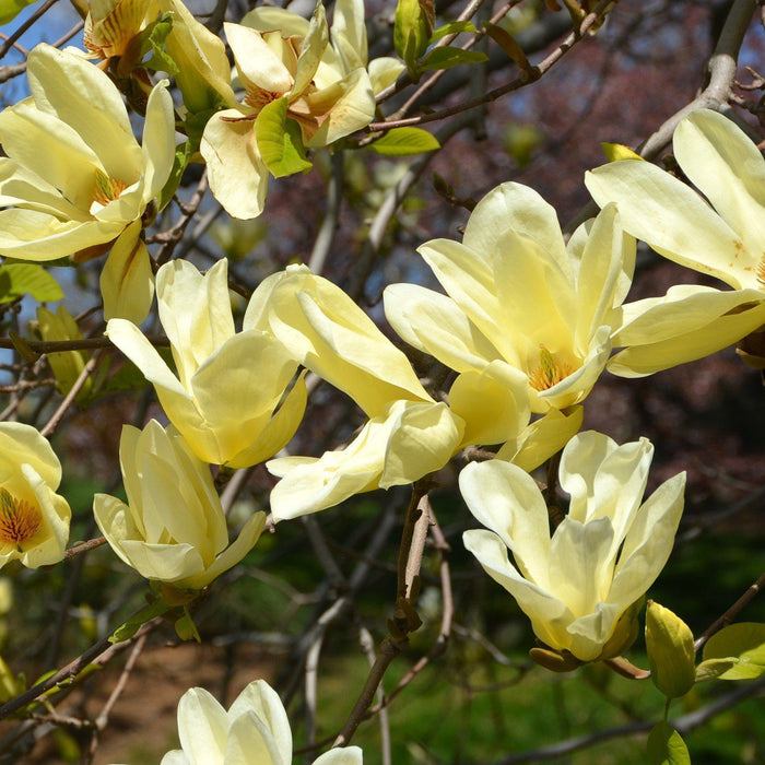 Magnolia 'Elizabeth'  - Elizabeth Magnolia - Shipped