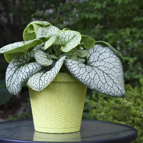Brunnera macrophylla ‘Jack of Diamonds’  - Jack of Diamonds Heartleaf Brunnera - Shipped