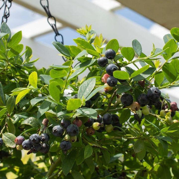 Vaccinium corymbosum hybrid 'FC12-029'  - Bushel and Berry® Sapphire Cascade Blueberry - Shipped