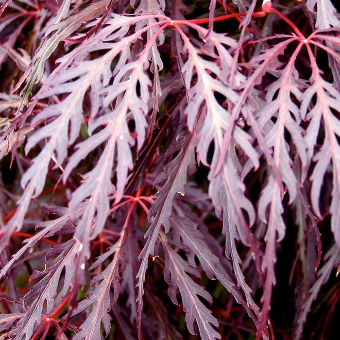 Acer palmatum var. dissectum 'Crimson Queen'  - Crimson Queen Japanese Maple - Shipped