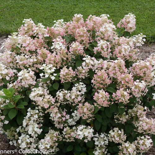 Little Quick Fire® Hydrangea - Shipped