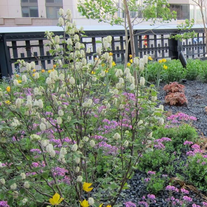 Fothergilla - Shipped