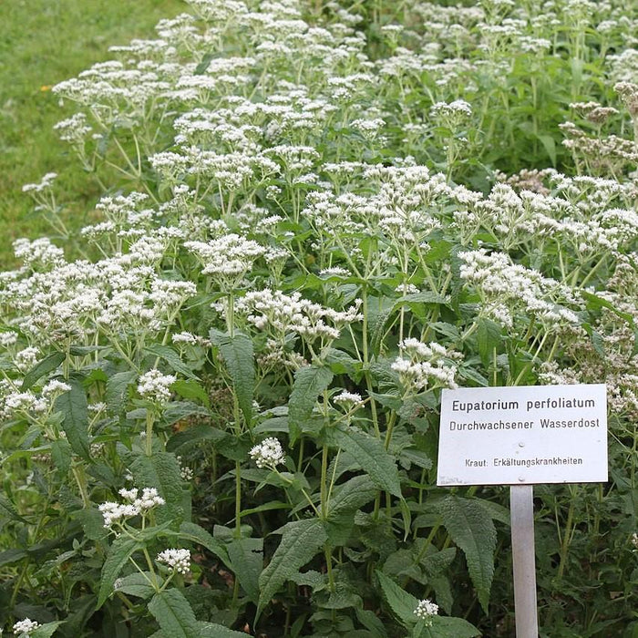Eupatorium perfoliatum  - American Boneset - Shipped