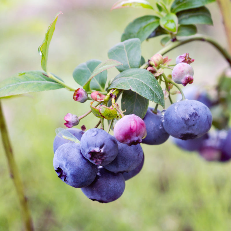 Bluecrop Highbush Blueberry - Shipped