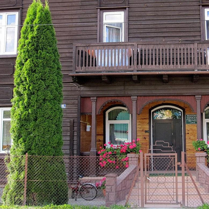 Thuja occidentalis 'American Pillar'  - Full Speed A Hedge® Arborvitae - Shipped