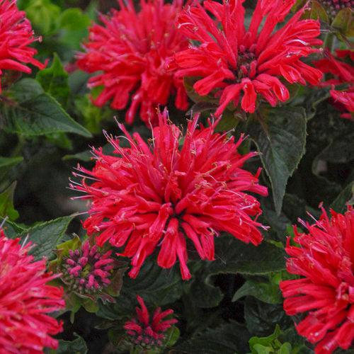 Pardon My Cerise Bee Balm - Shipped