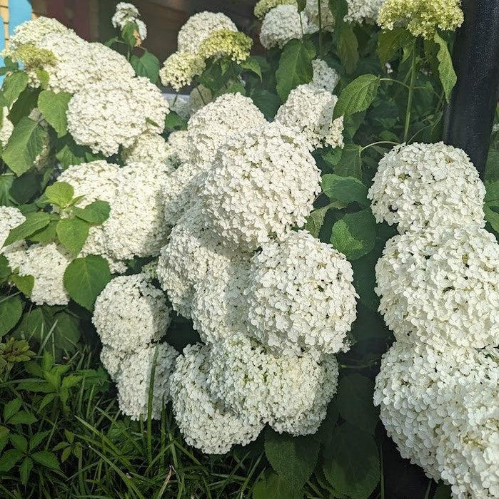 Hydrangea arborescens 'Annabelle'  - Mophead Hydrangea, Annabelle Hydrangea - Shipped