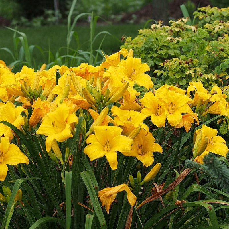 Buttered Popcorn Daylily - Shipped