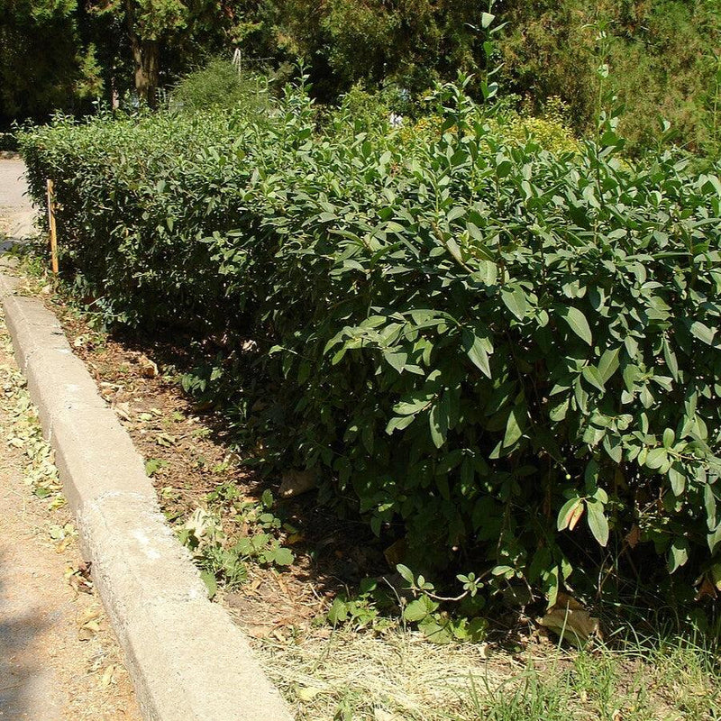 California Privet - Shipped