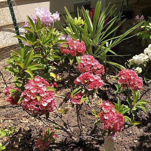 Raspberry Glow Mountain Laurel - Shipped