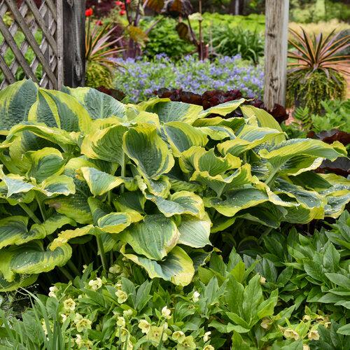 Hosta 'Seducer' 22,413  - PW® Shadowland® Seducer Hosta - Shipped