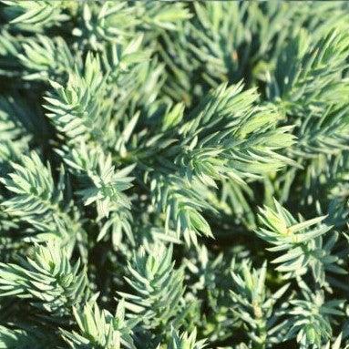Juniperus squamata 'Blue Star'  - Blue Star Juniper - Shipped