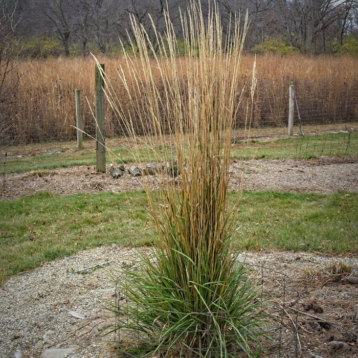 Calamagrostis x acutiflora 'Avalanche'  - Avalanche Feather Reed Grass - Shipped