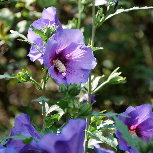 Paraplu Violet® Rose of Sharon - Shipped