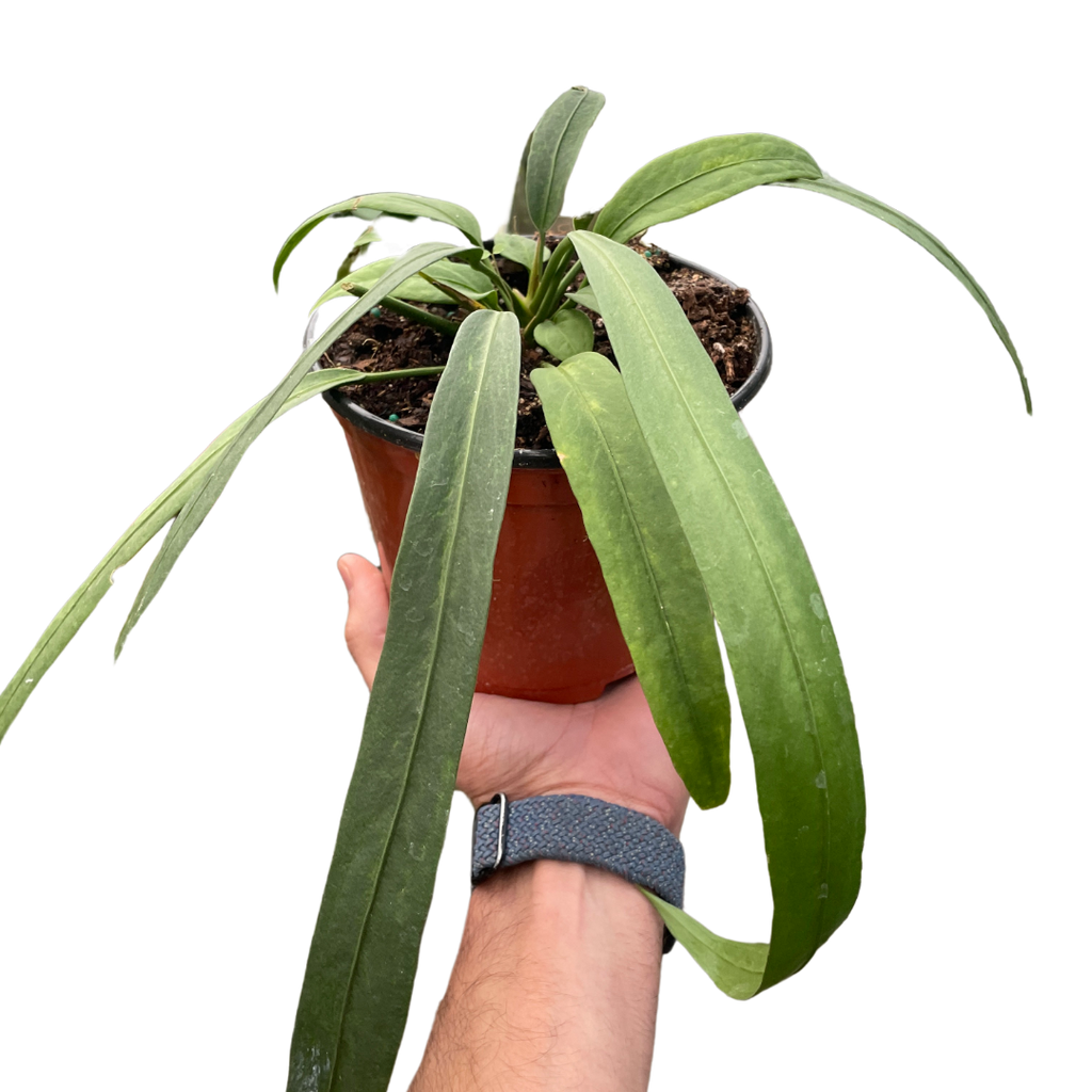 Anthurium 'Vittarifolium'  The Gardeners' Choice
