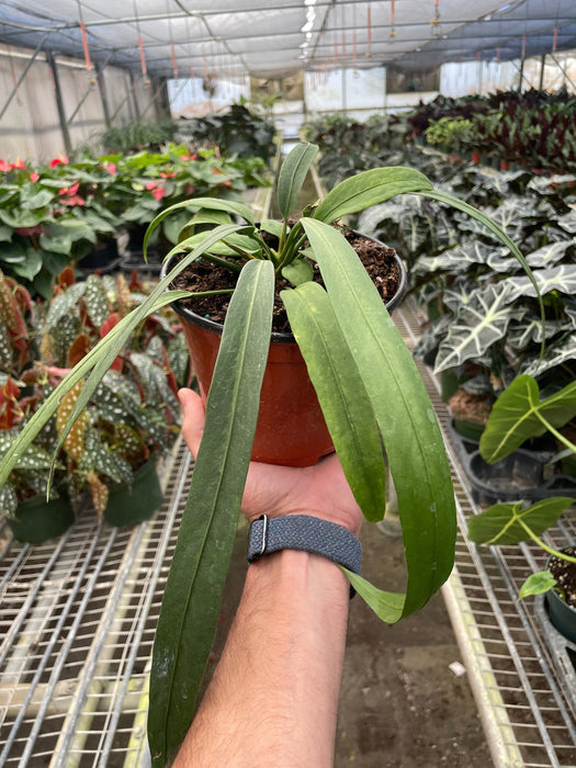 anthurium net house for sale Anthurium 'Vittarifolium' — The Gardeners' Choice