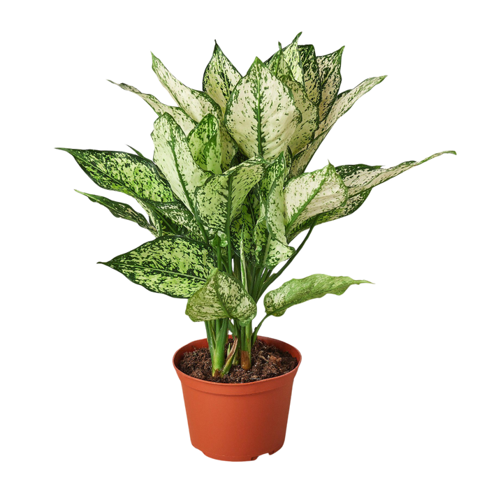 aglaonema in chinese name Chinese Evergreen 'First Diamond' — The Gardeners' Choice