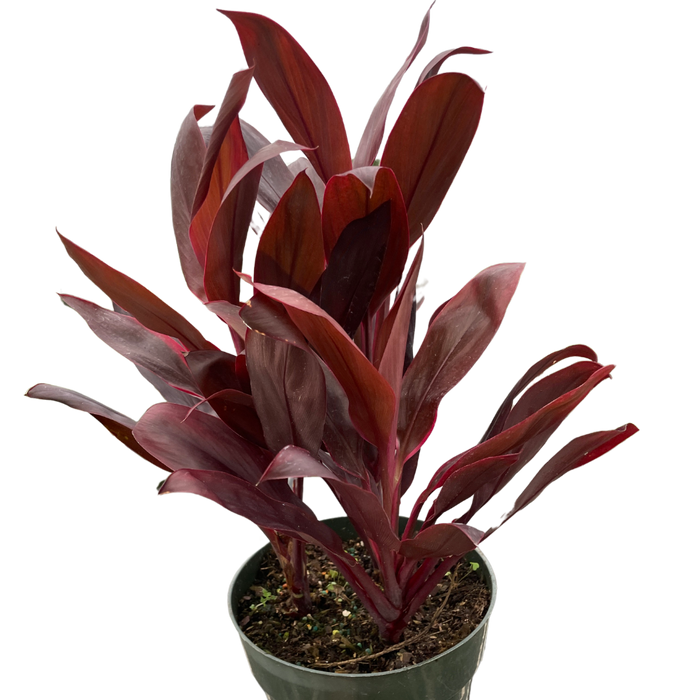 Cordyline 'Calypso Queen'