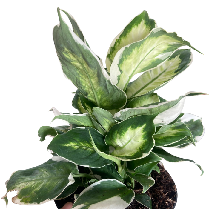 dieffenbachia name Dieffenbachia 'Cool Beauty'
