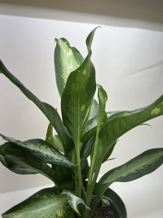 dieffenbachia panther care Panther Dieffenbachia - Very Durable