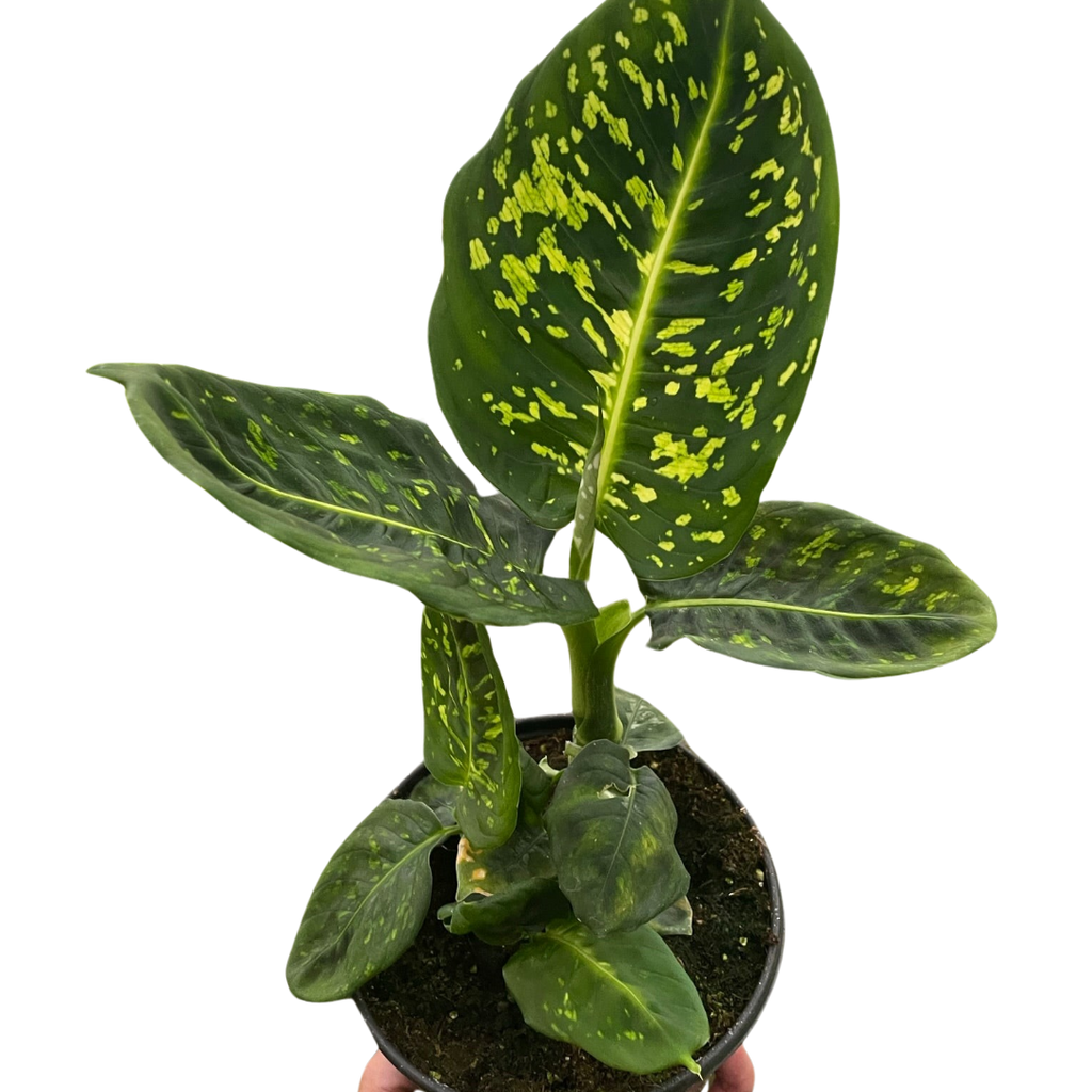 dieffenbachia reflector for sale Dieffenbachia Reflector