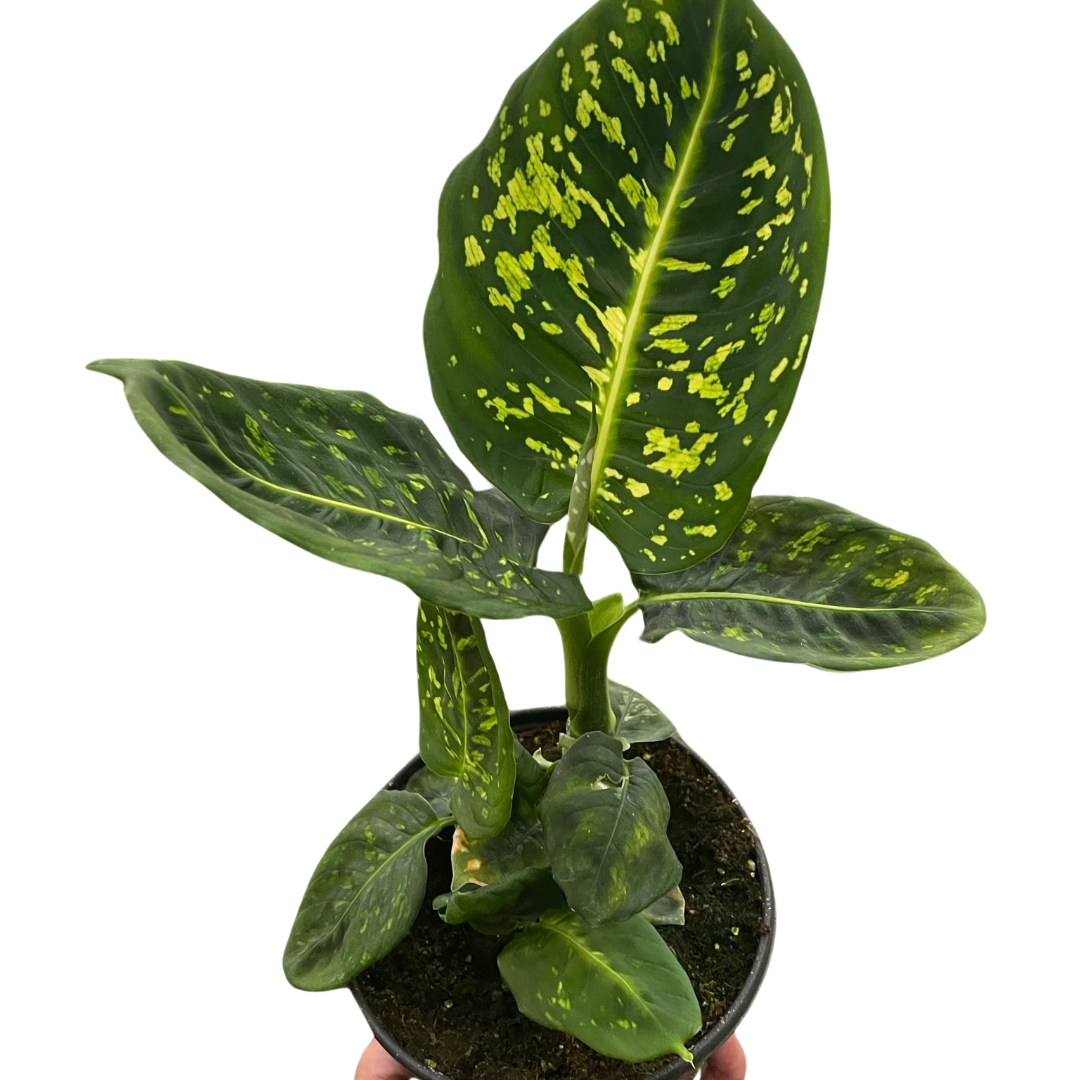 large dieffenbachia reflector Dieffenbachia Reflector