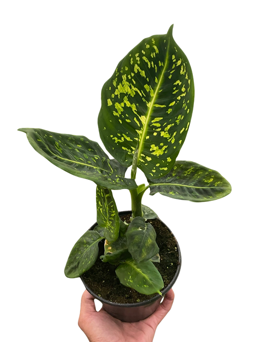 dieffenbachia reflector Dieffenbachia Reflector