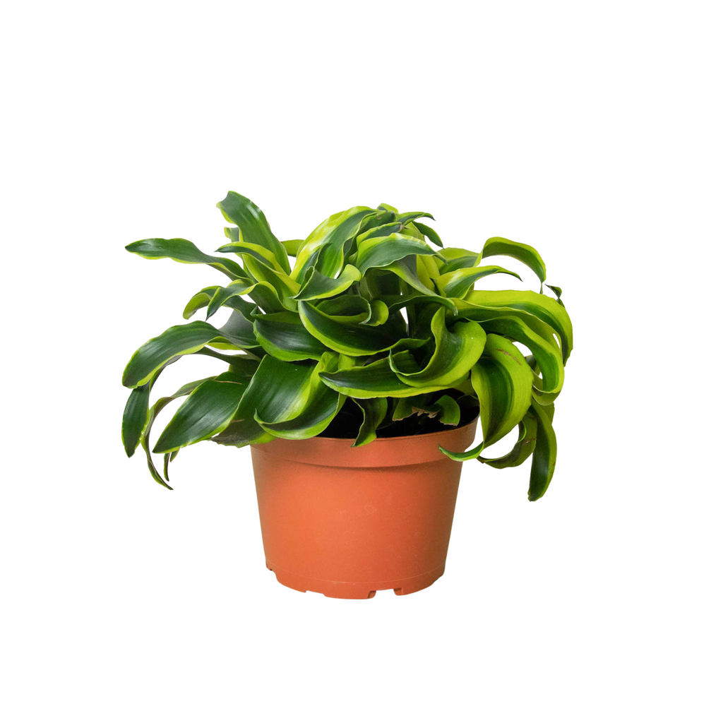 dracaena yellow tornado Dracaena 'Tornado' — The Gardeners' Choice